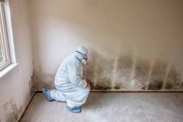 Best Basement Mold Removal  in Plain City, UT